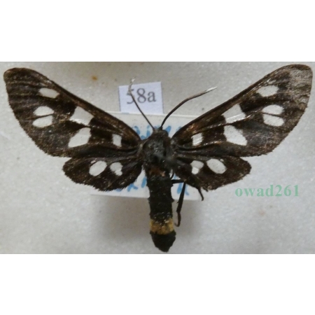 Amata phegea (Linnaeus, 1758) Oblaczek granatek Czech58a